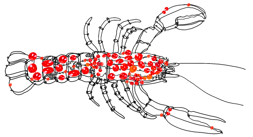 So Premyum - Homard